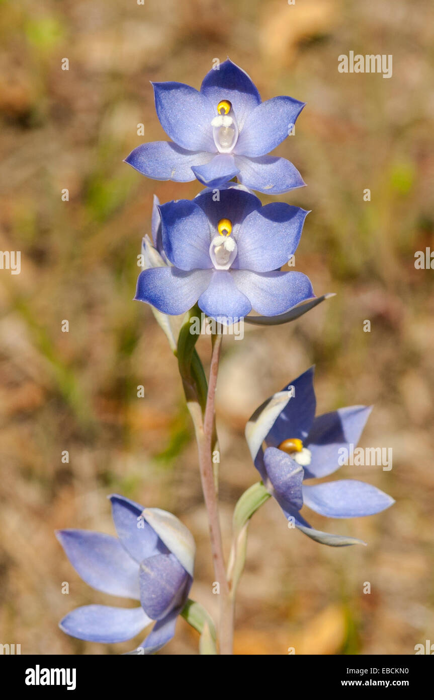 Thelymitra petrophila, Granite Sun Orchid in Monjingup Reserve, WA, Australia Stock Photo