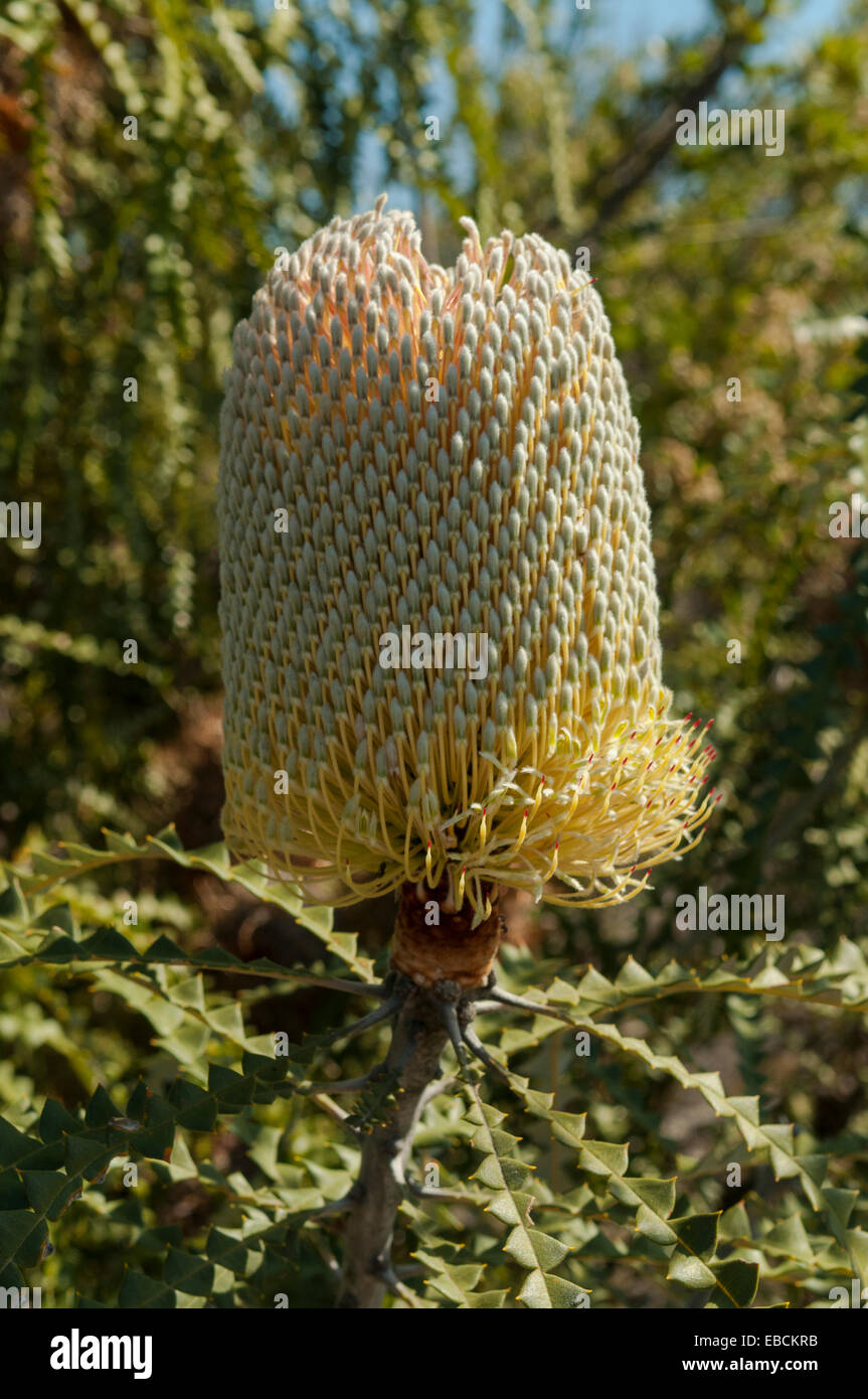 Banksia speciosa, Showy Banksia in Monjingup Reserve, WA, Australia Stock Photo