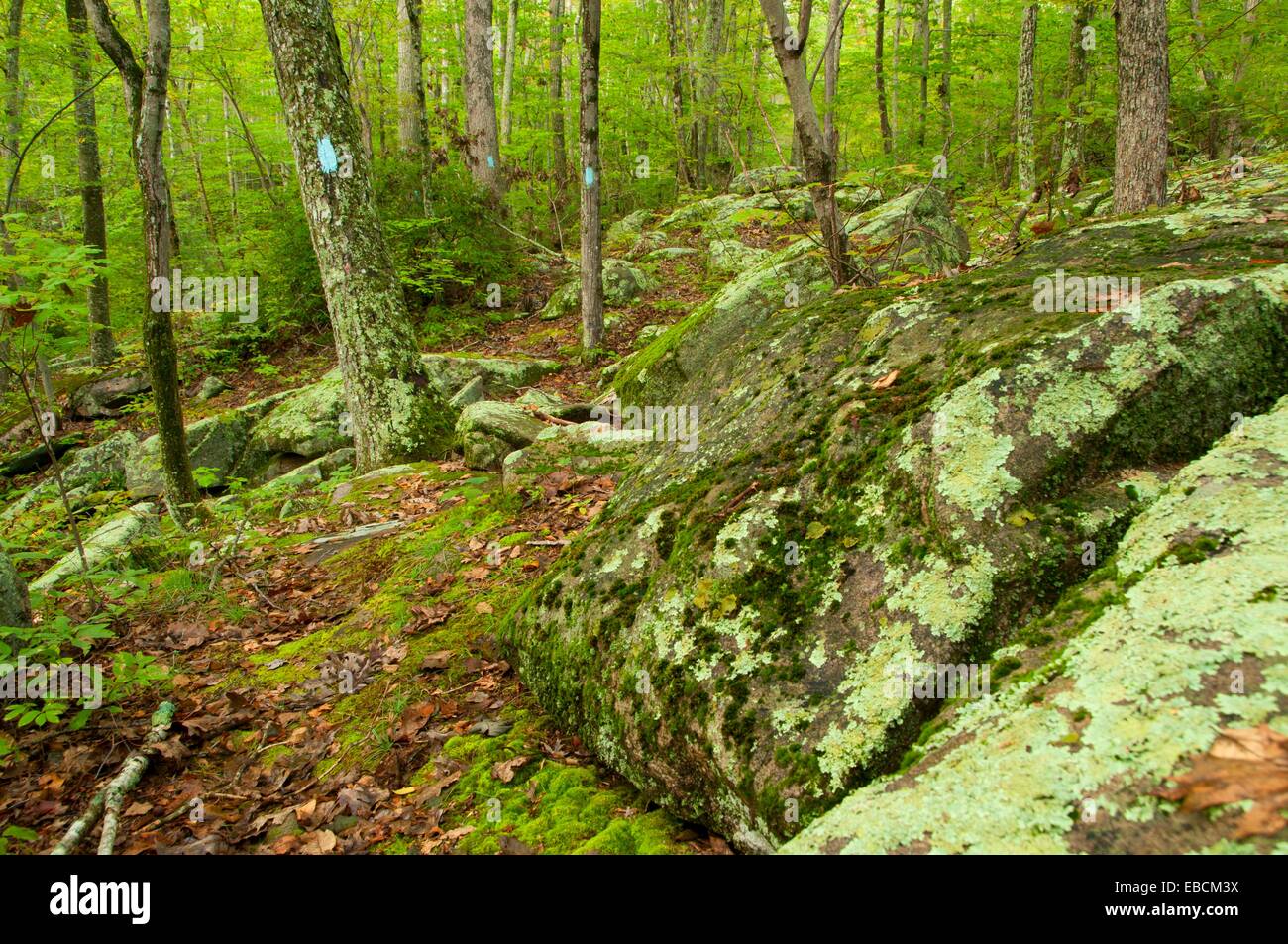 Escape to Nature's Embrace: Exploring Connecticut's Pachaug State Forest