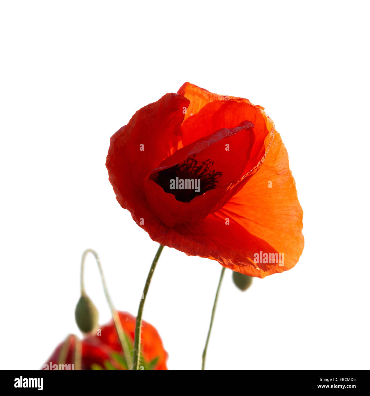 Beautiful red poppies with blue sky background Stock Photo - Alamy