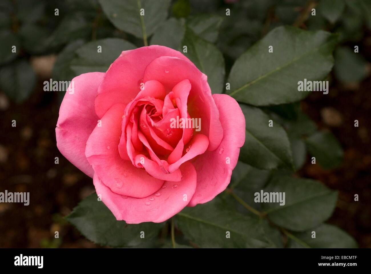 Jackbow Rose flower in Ooty garden, Tamil Nadu, India The government