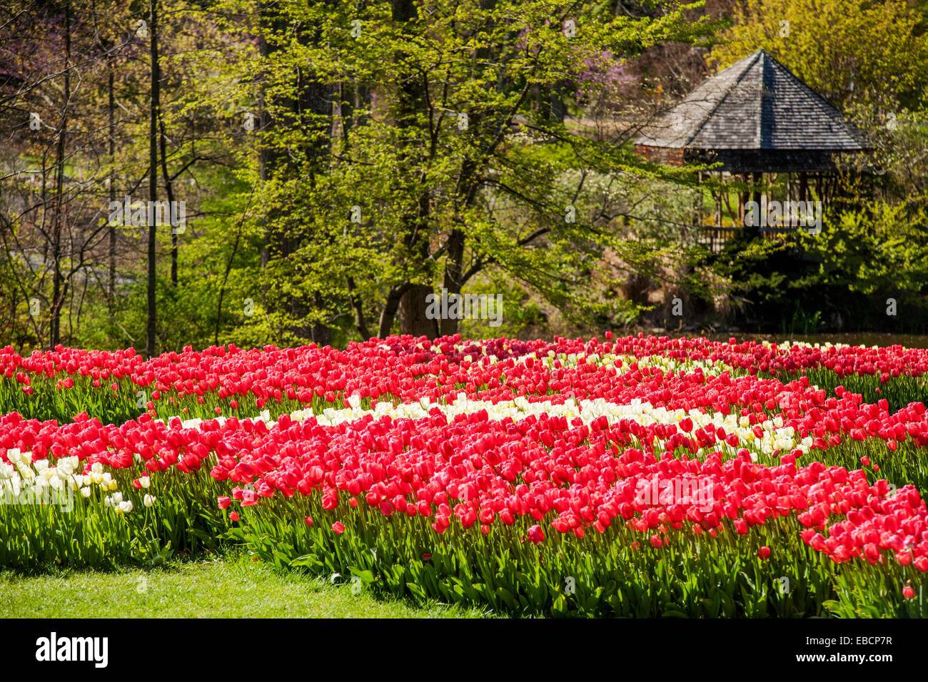 Spring Tulips In Bloom At Brookside Garden Stock Photo 75883579