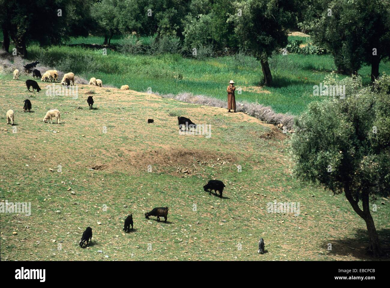 flock of sheep, Addouz valley, High Atlas, Morocco, North Africa Stock ...