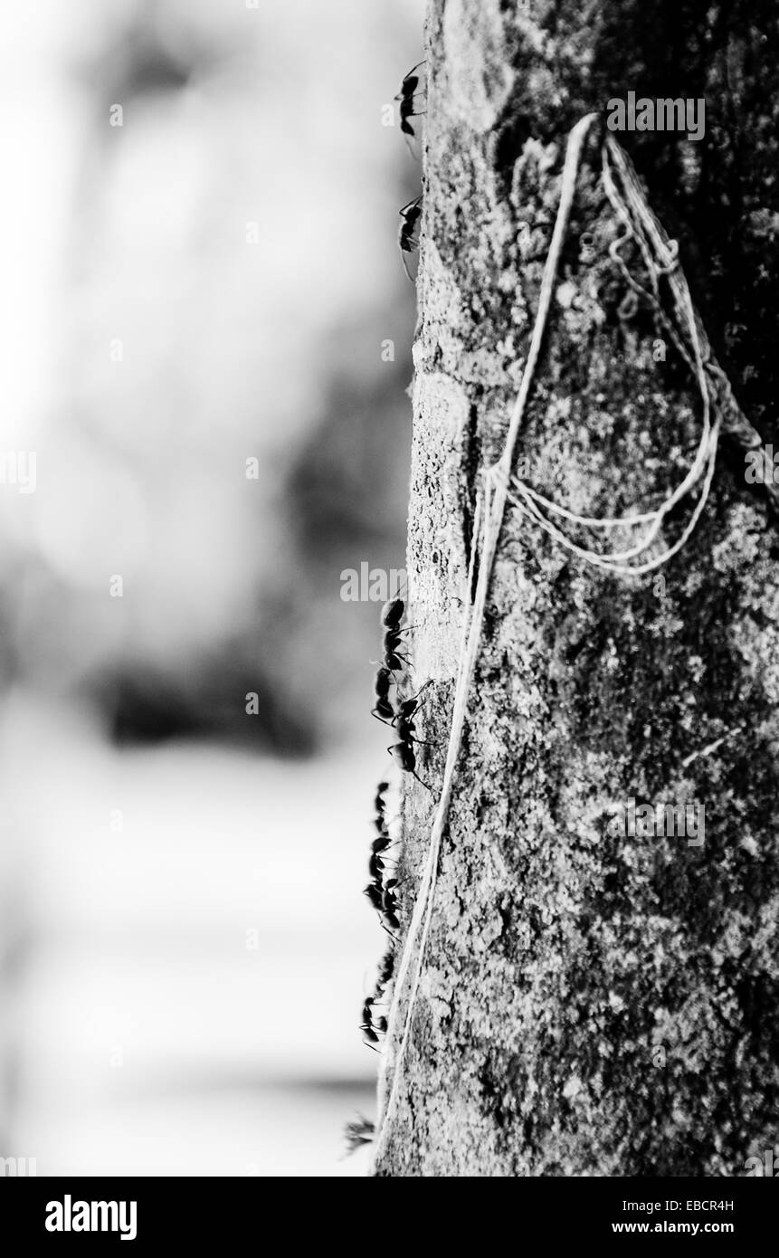 A close-up of several ants climbing a tree trunk captured in black and white picture Stock Photo