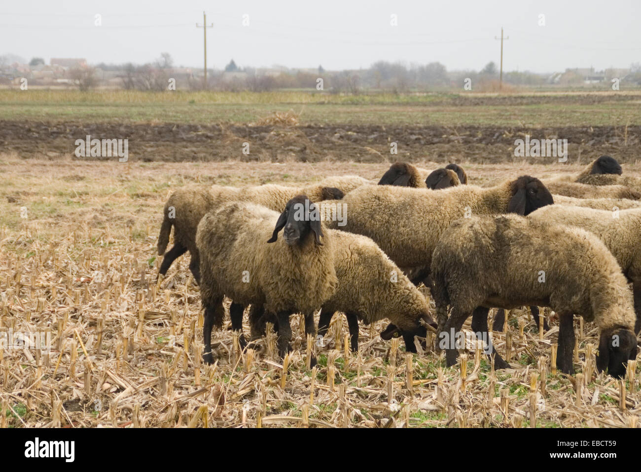 Flock of sheep grazing in a field where the corn was harvested. In the distance you can see the village Uzdin in Serbia. Stock Photo