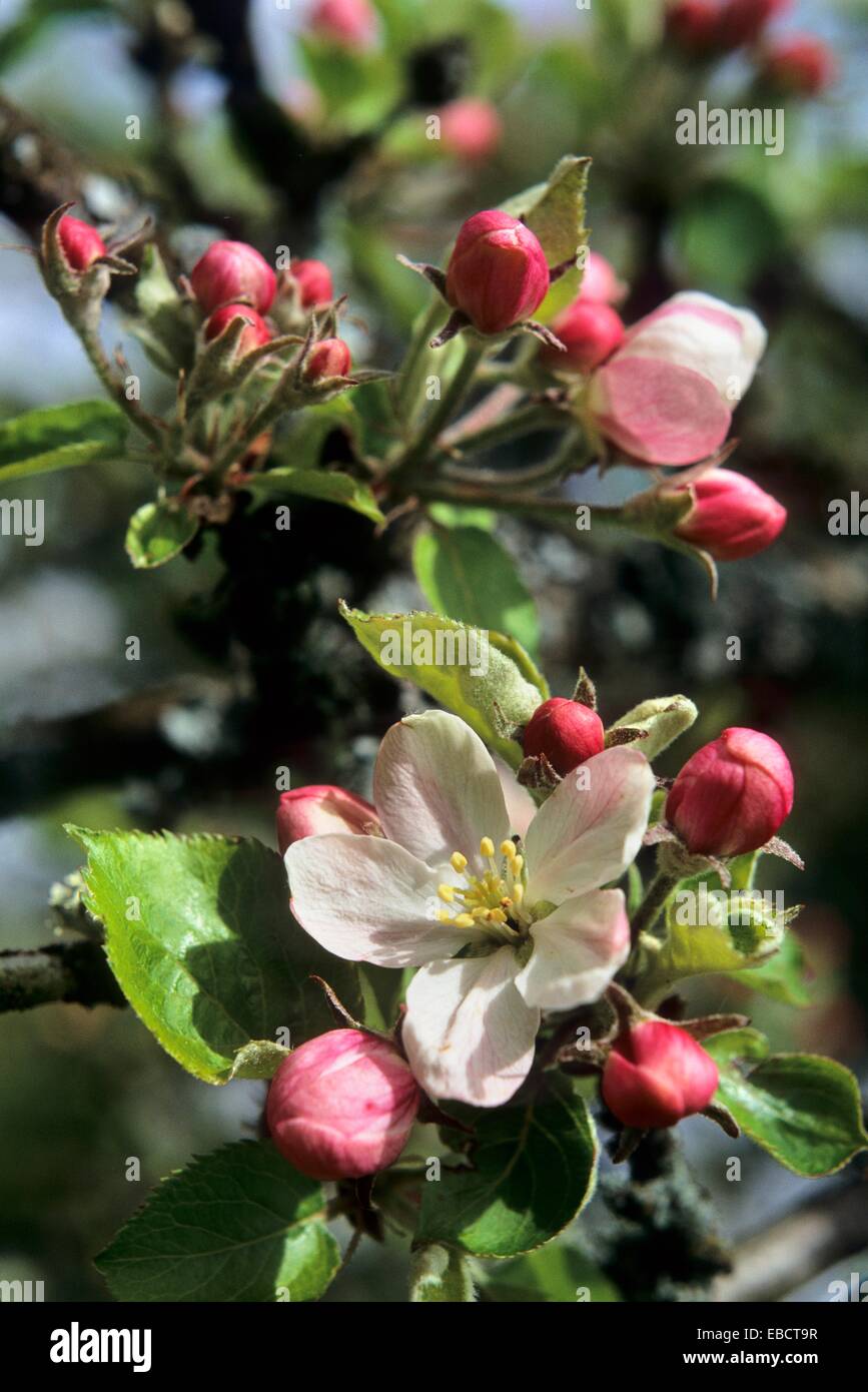 apple apple tree arbre aube beverage blossom blossoming boisson Champagne Champagne-Ardenne cidre color image department drink Stock Photo