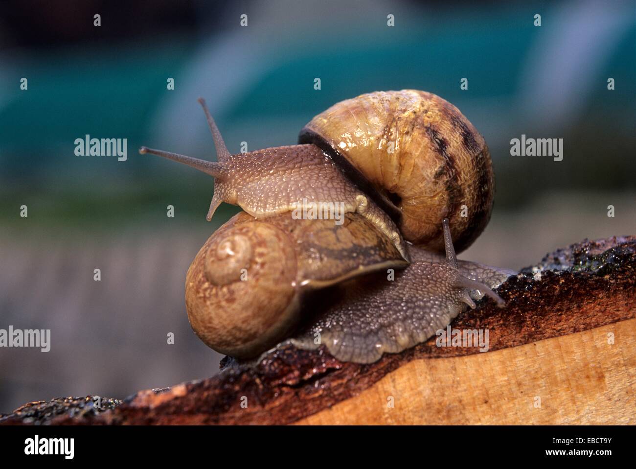 snails, Helix Aspersa Maxima, Aube department, ChampagneArdenne region, France, Europe Stock