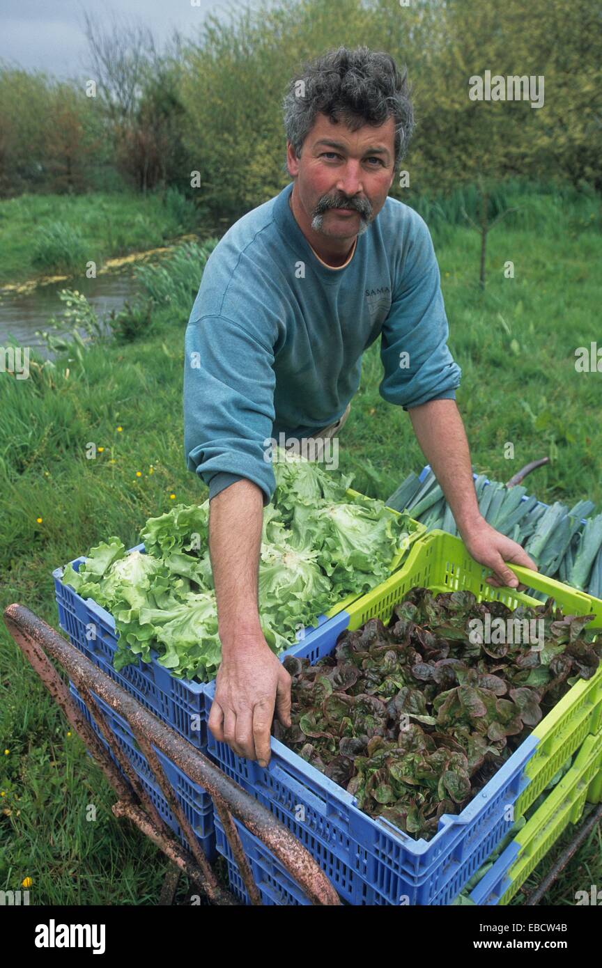 Market gardening producer in organic farming, Hortillonnages, Amiens, Somme department, Picardy region, France, Europe Stock Photo
