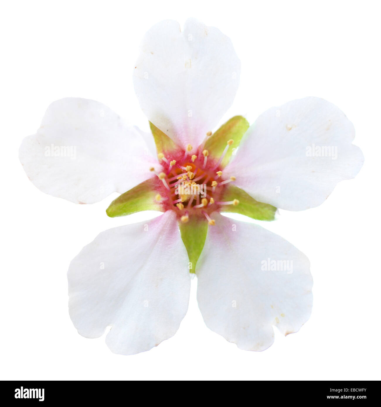 Almond white flowers isolated on white background Stock Photo - Alamy