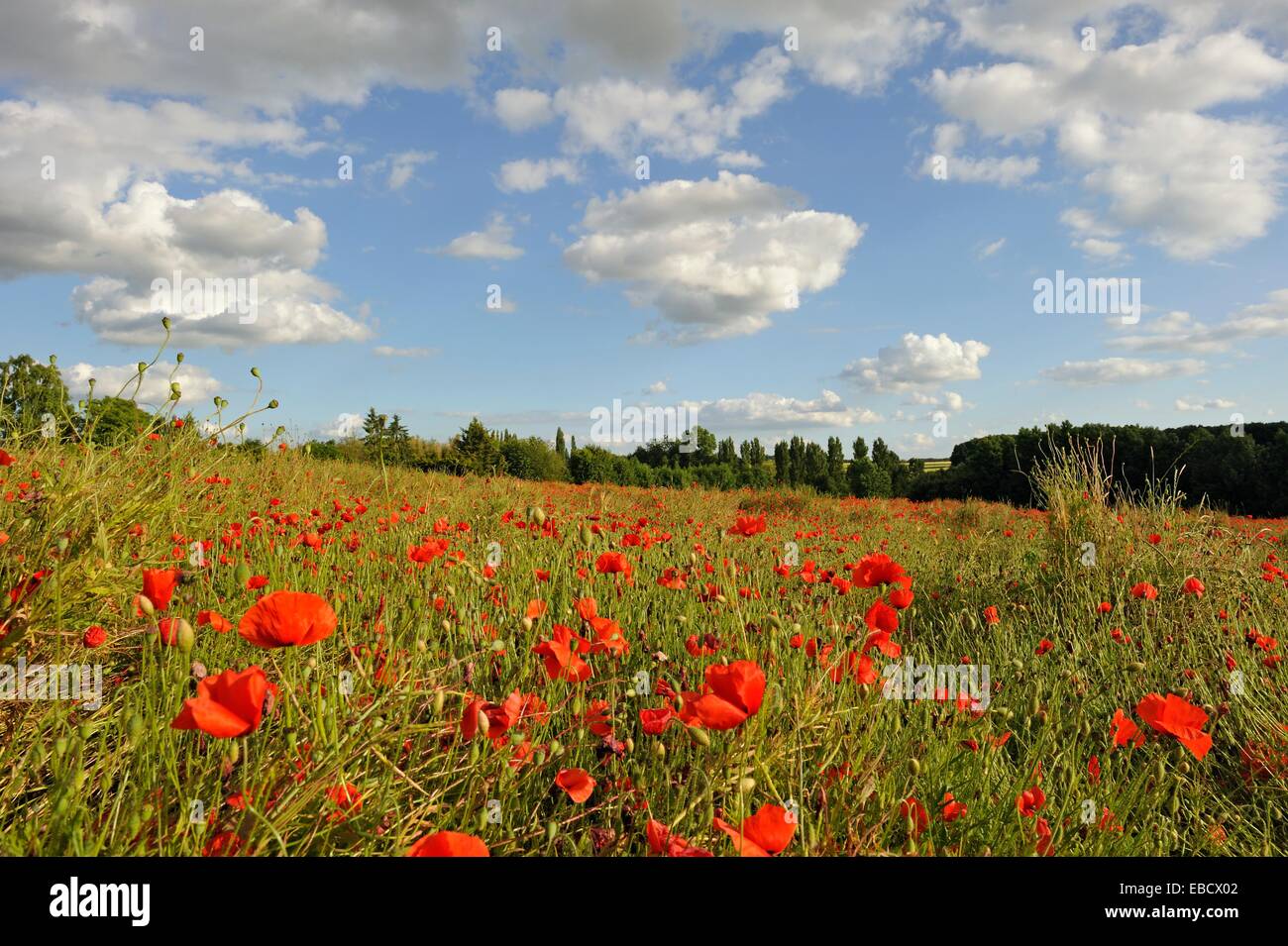 Champ De Coquelicots Departement Eure Et Loir Region Centre France Europe Poppies In A Field Eure Et Loir Department Region Stock Photo Alamy