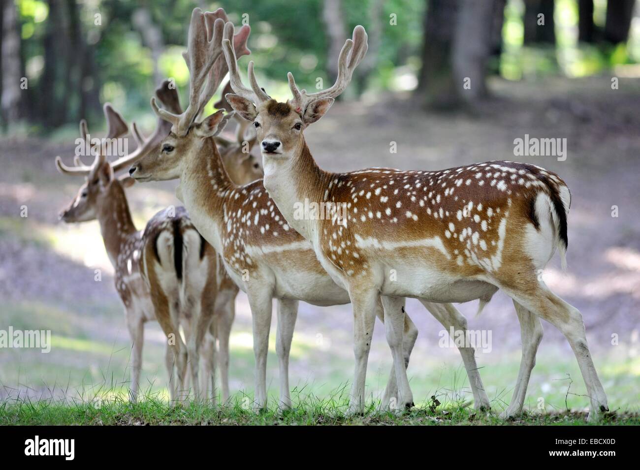daims dans le parc animalier naturel Espace Rambouillet,Foret de
