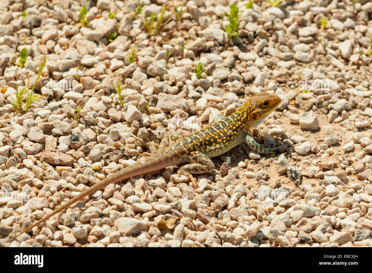 Peninsula Dragon, Ctenophorus fionni at Head of Bight, SA, Australia Stock Photo