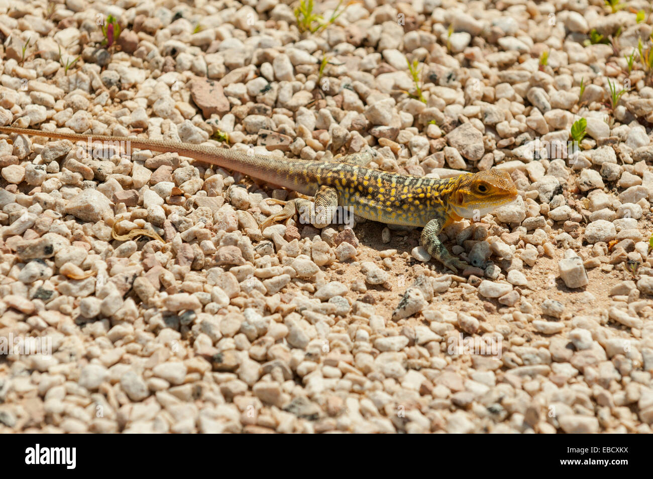 Peninsula Dragon, Ctenophorus fionni at Head of Bight, SA, Australia Stock Photo