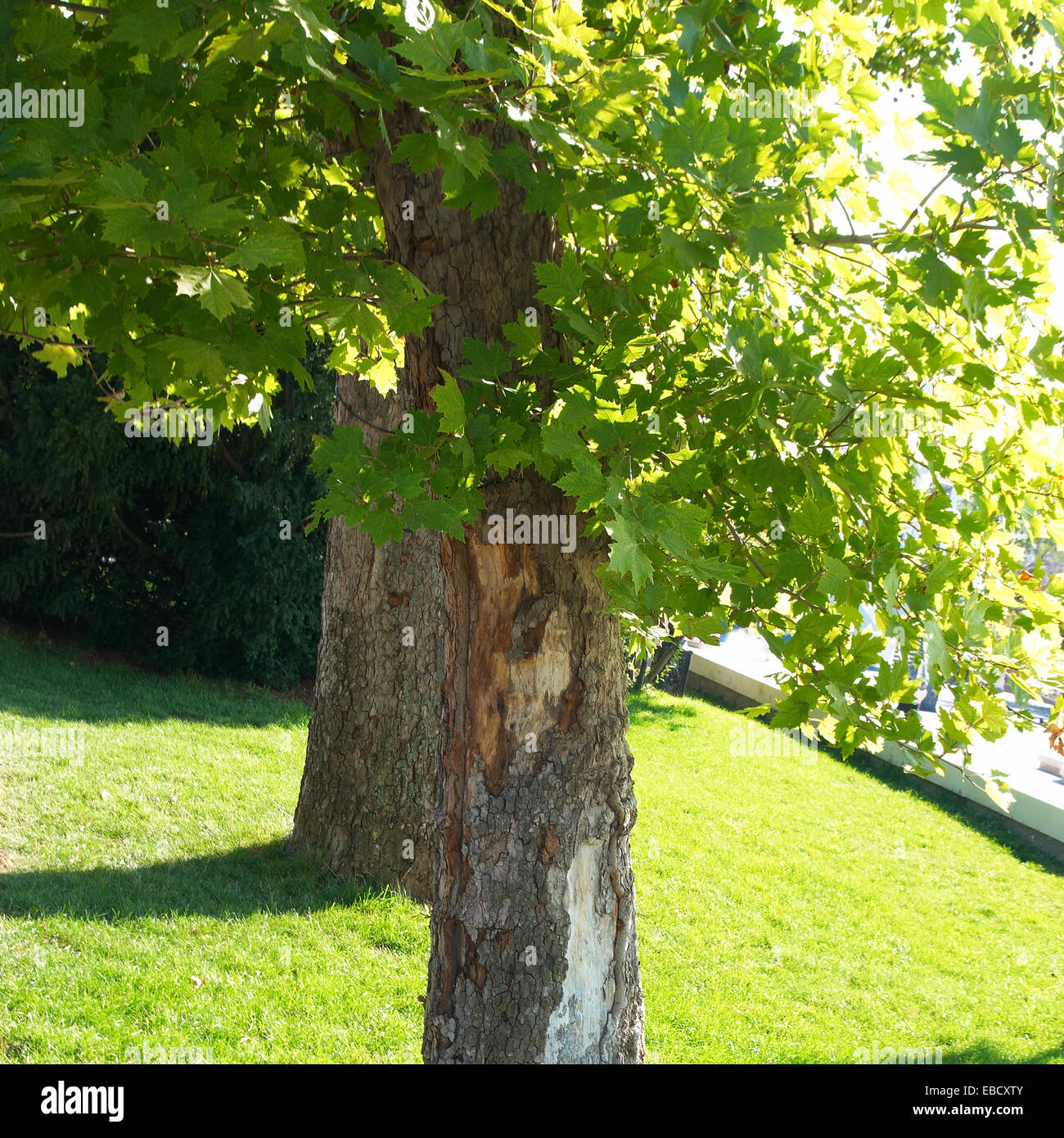 Green sunny park with grass and trees Stock Photo - Alamy