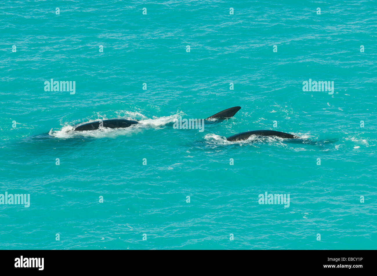 Southern Right Whales at Head of Bight, SA, Australia Stock Photo