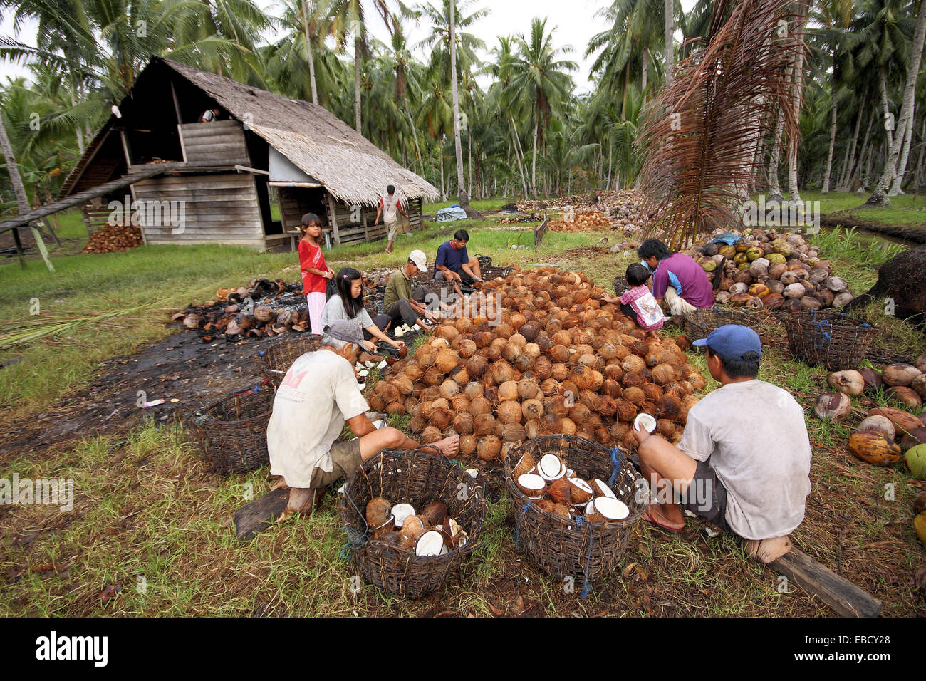 Workers processing coconut in coconut farm, Borneo Stock Photo Alamy