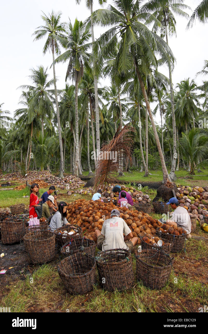 Workers processing coconut in coconut farm, Borneo Stock Photo Alamy
