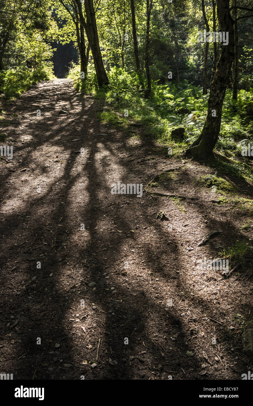 Shadows & Light in Culloden Forest in Scotland Stock Photo - Alamy