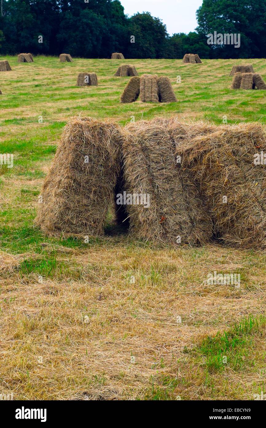 Square bales of hay stacked in a recently mowen meadow field, Coolnahay