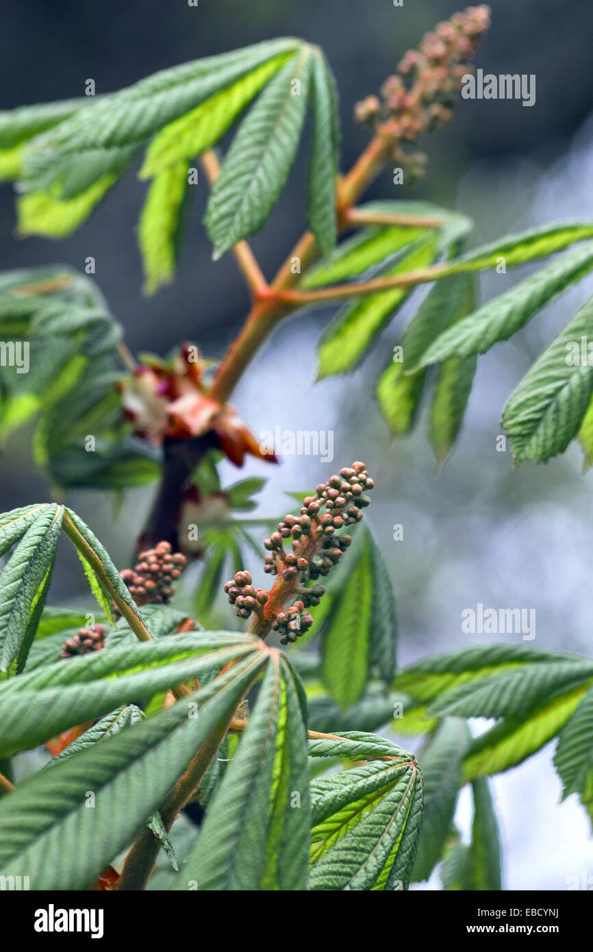 Detail of Horse Chestnut (Aesculus hippocastanum) leaves and flower buds. Stock Photo