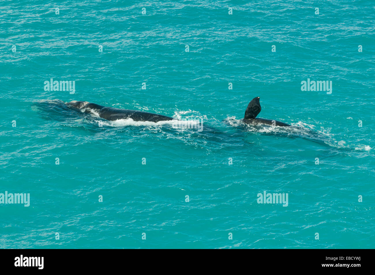 Southern Right Whales, Eubalaena australis at Head of Bight, SA, Australia Stock Photo