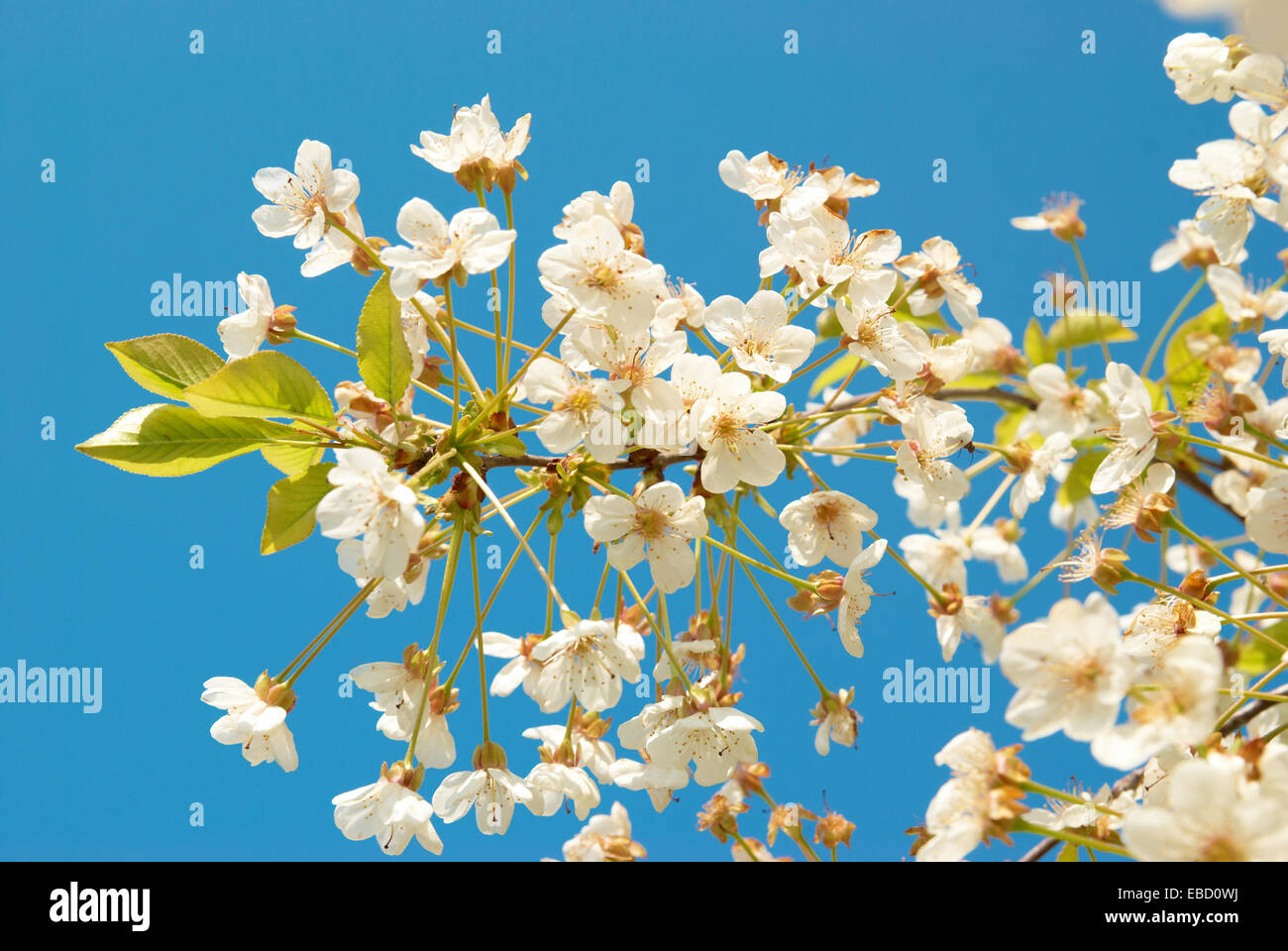 White cherry flowers with blue sky background Stock Photo - Alamy