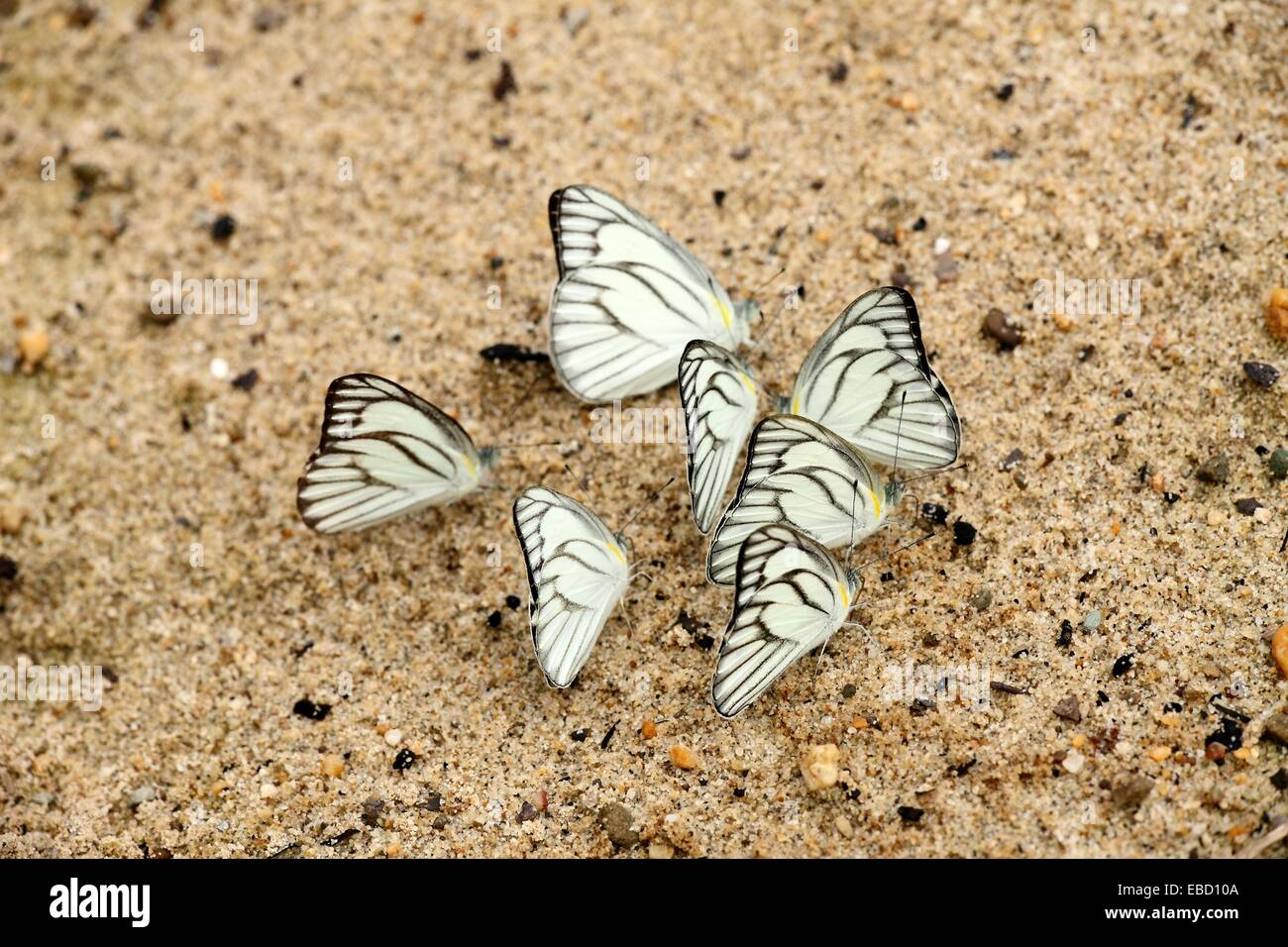 Junonia one one hi-res stock photography and images - Alamy