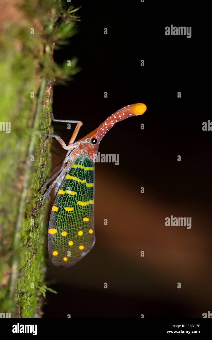 Lantern bug Pyrops canderlaria gunung gading national park lundu