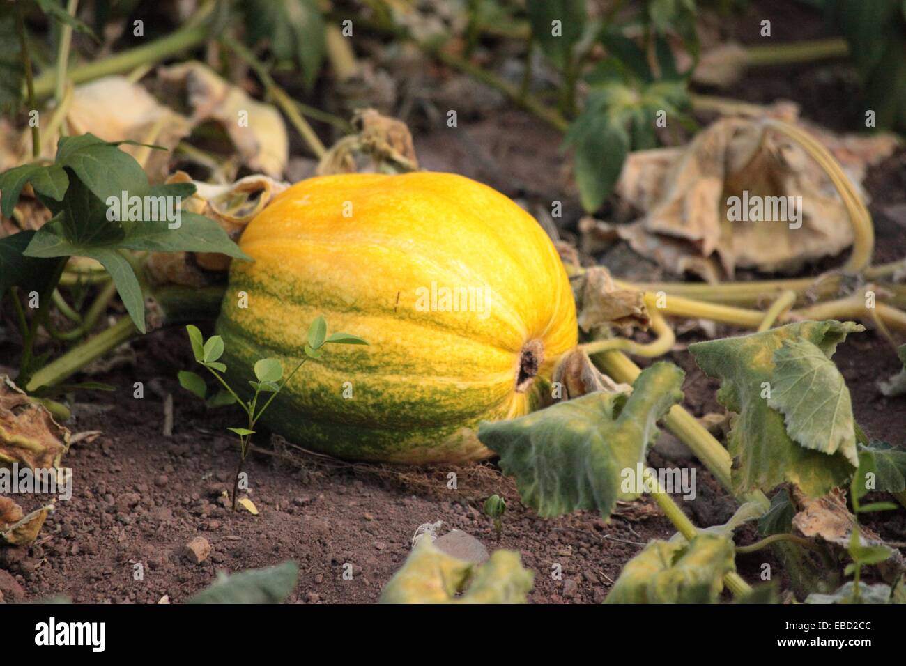 pumpkin lying on the soil of cultivation Stock Photo Alamy