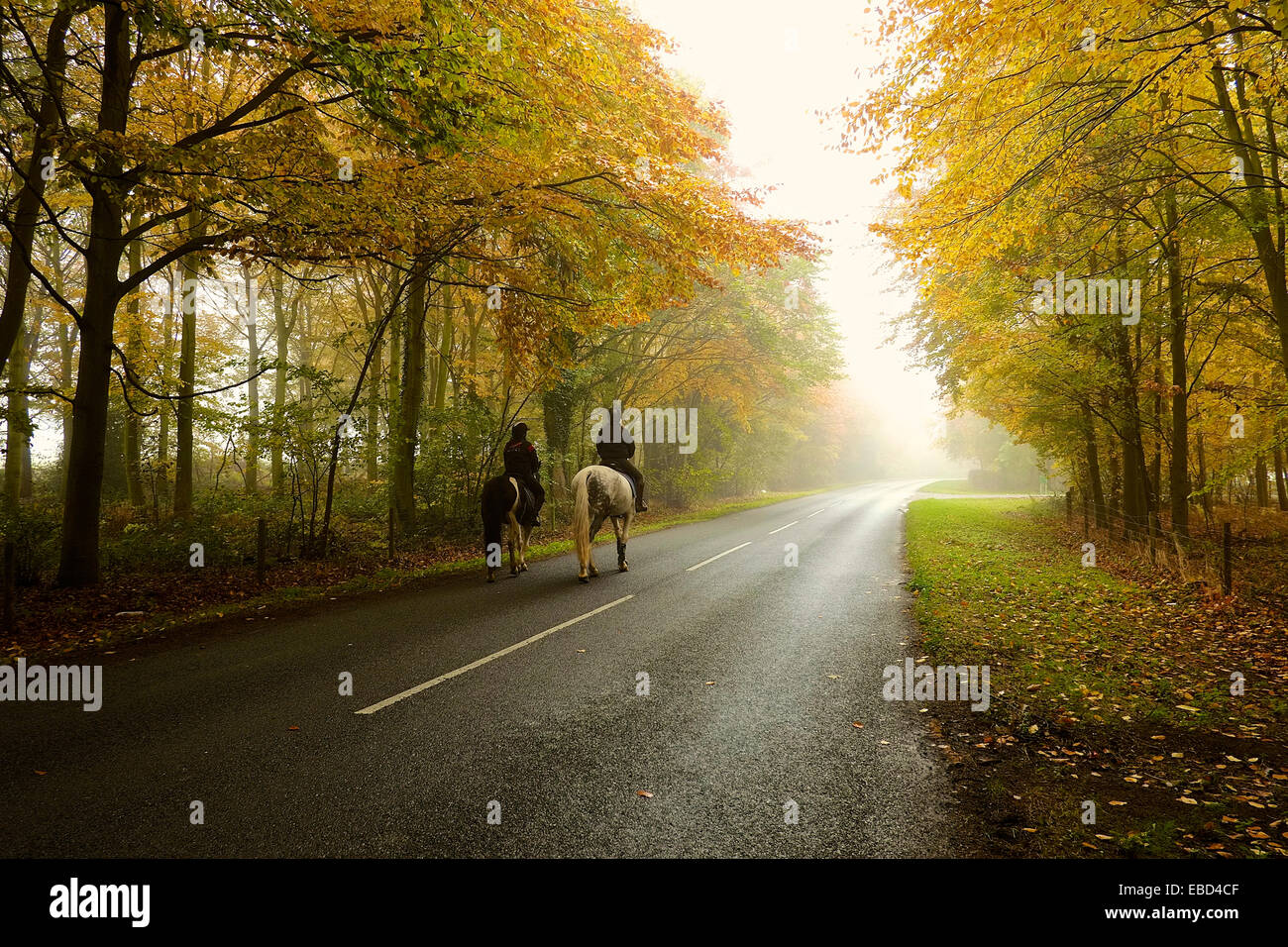 Horse riders on a road through misty autumn woods Stock Photo - Alamy