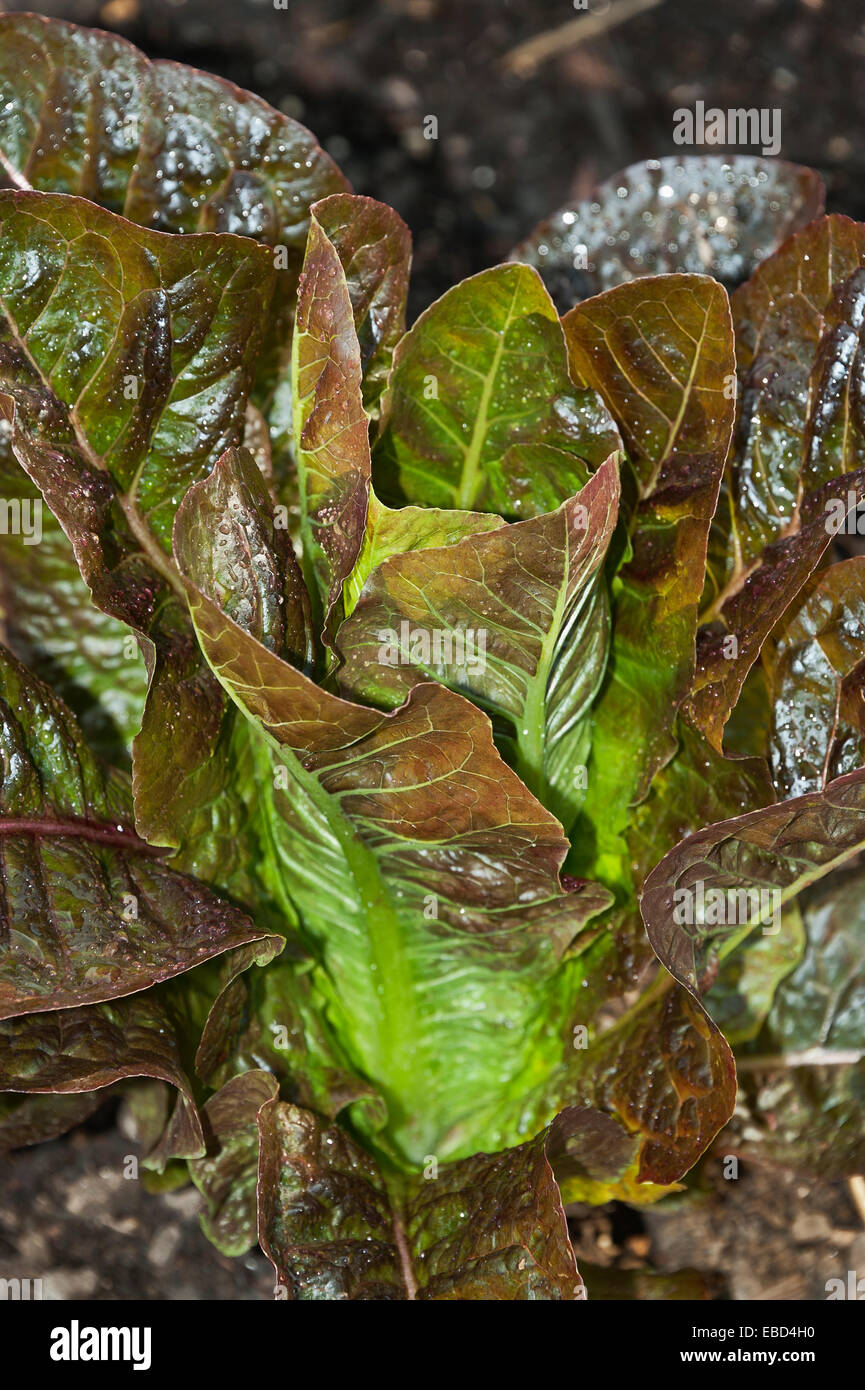 Butterhead lettuce Stock Photo Alamy