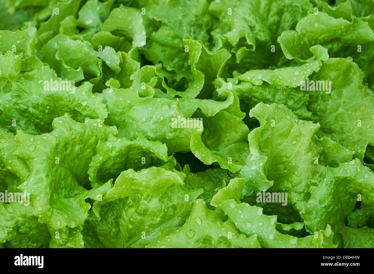 Butterhead lettuce growing in a vegetable garden Stock Photo Alamy