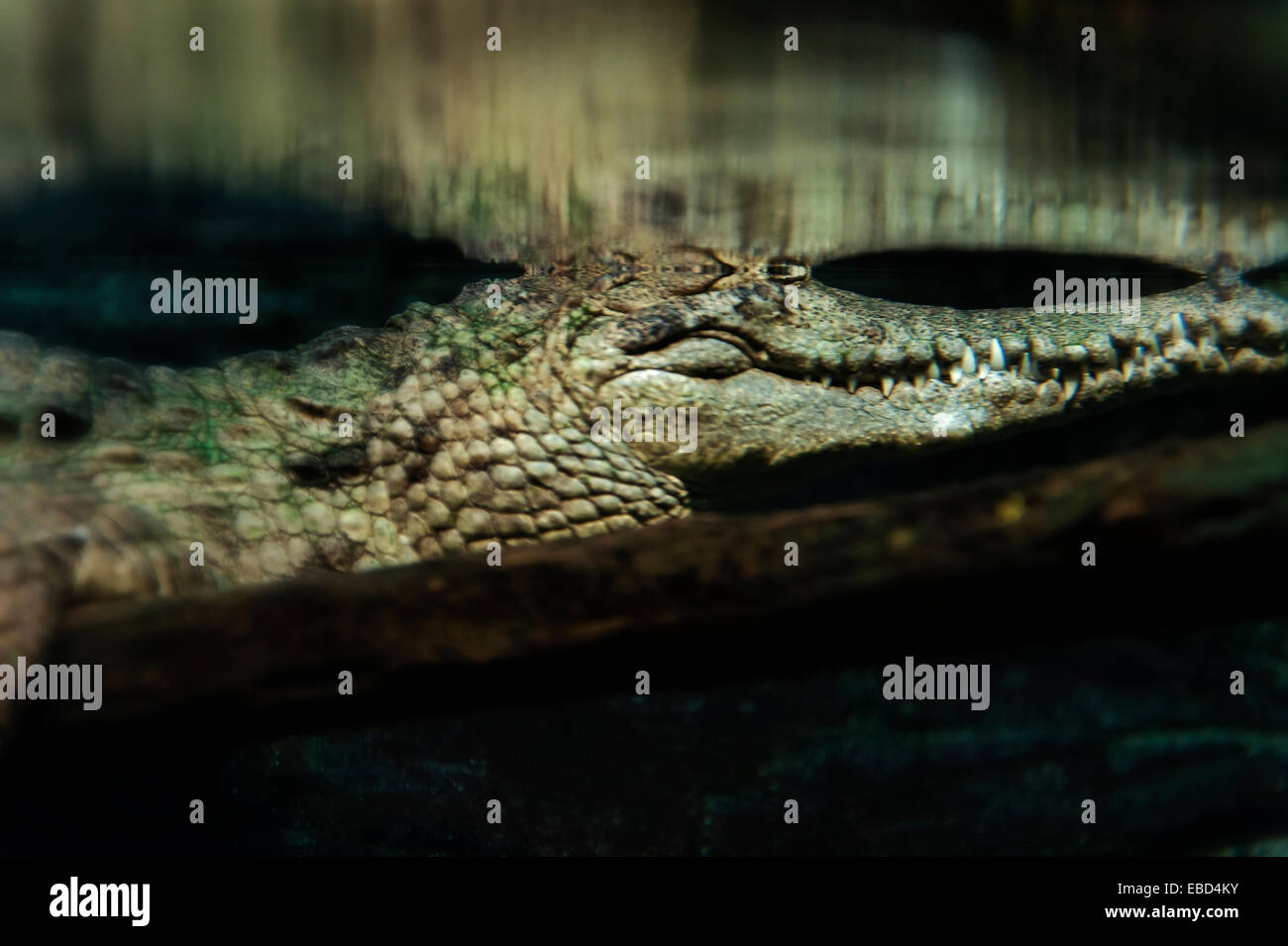 Crocodile in murky swamp water. Stock Photo