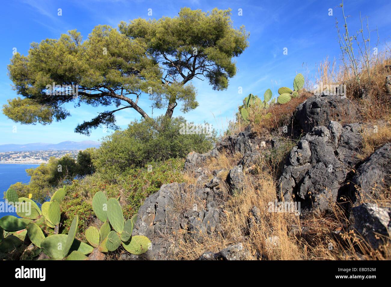The Mont Boron park garden, Nice, AlpesMaritimes, French riviera