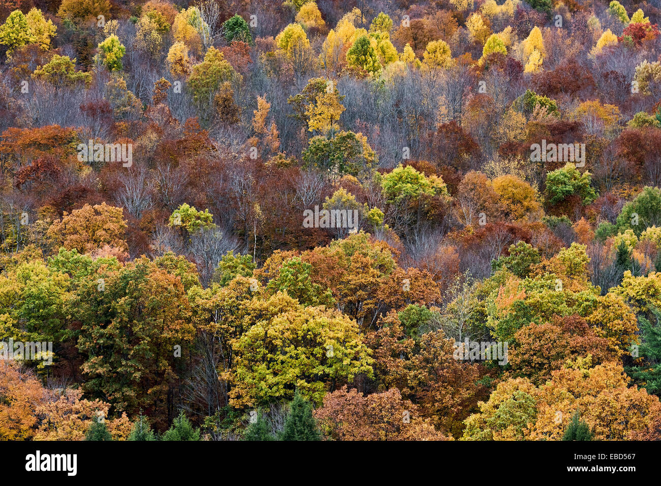 Colorful stand of autumn trees, Pennsylvania, USA Stock Photo