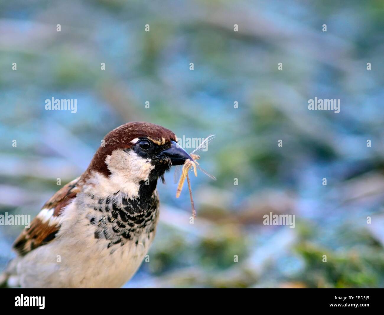 Italian sparrow passer domesticus italiae hi-res stock photography and ...