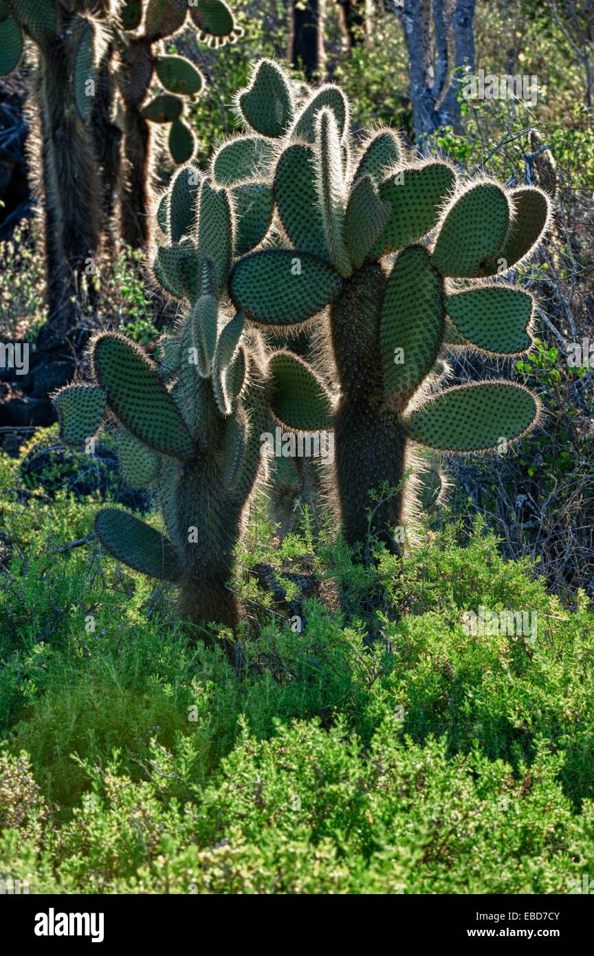 Giant Prickly Pear cactus, Dragon Hill, Santa Cruz Island, Galapagos