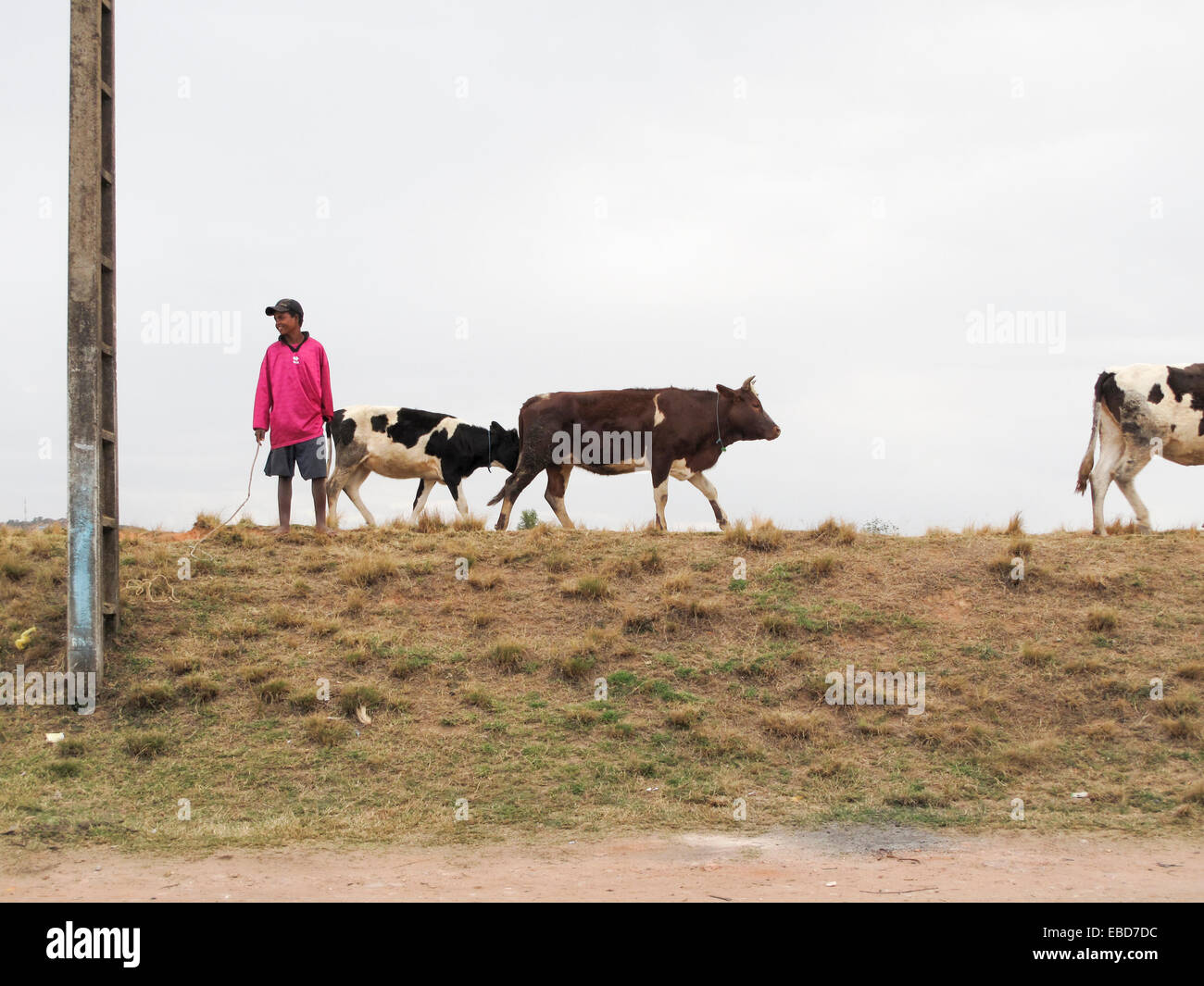 A Boy Poses for a Photo while Herding Cattle Outside of Bhadarsa
