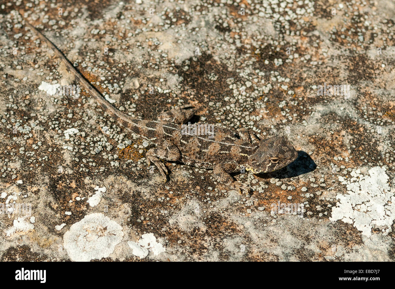Lined Earless Dragon, Tympanocryptis lineata at Wanna Lookout, Lincoln NP, SA, Australia Stock Photo
