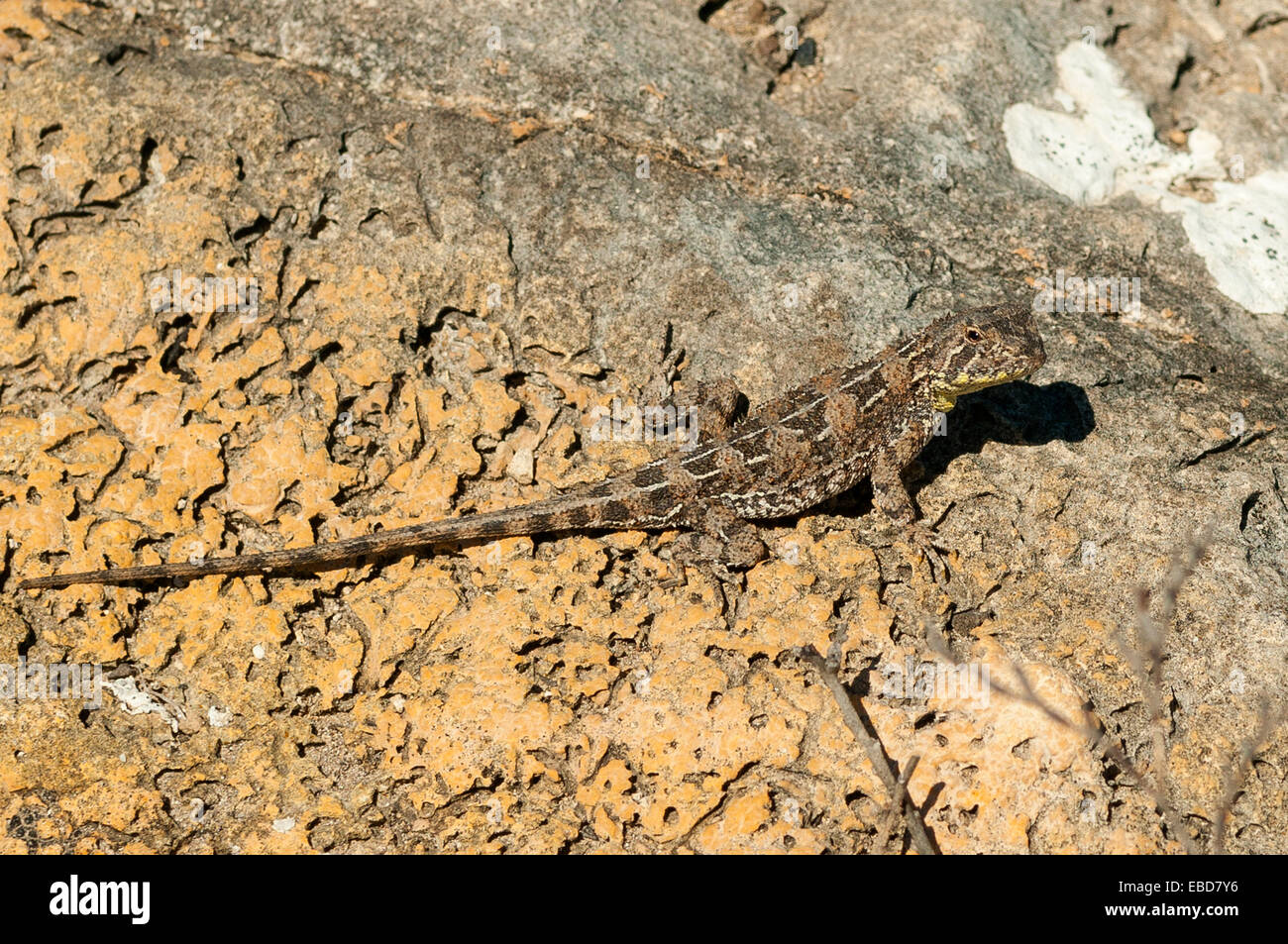 Lined Earless Dragon, Tympanocryptis lineata at Wanna Lookout, Lincoln NP, SA, Australia Stock Photo