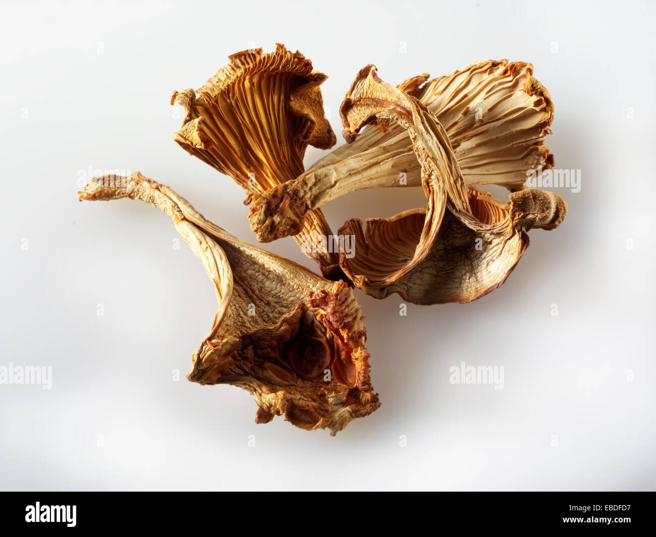 Dried Chanterelle mushrooms Stock Photo Alamy