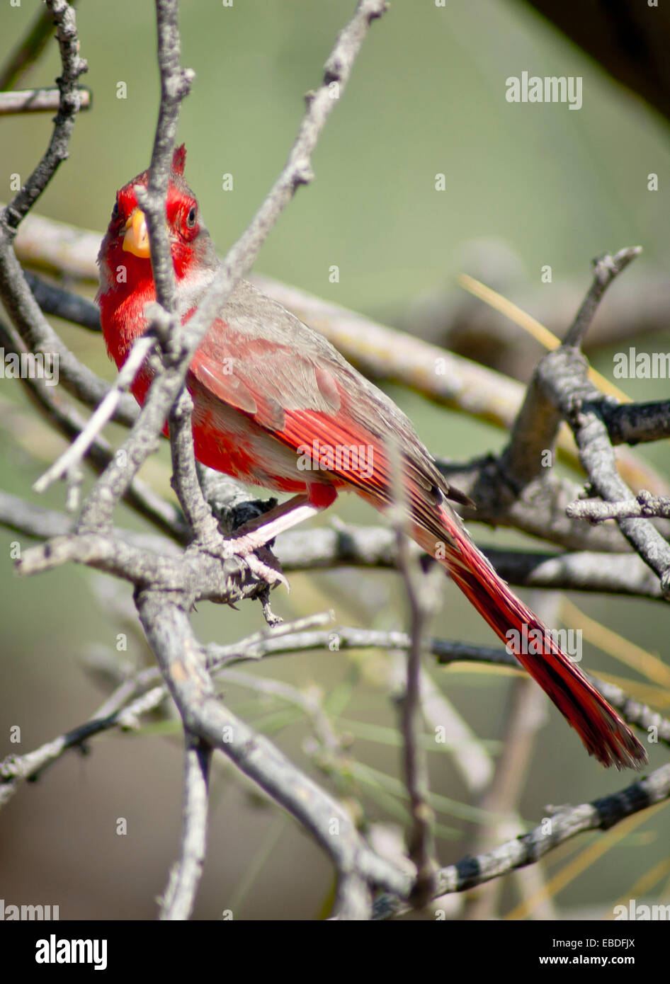 A female Pyrrhuloxia bird hides behind the twigs of a tree. Stock Photo