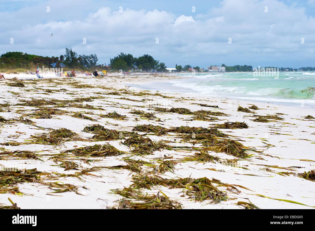 Seaweed is washed up on the white sand beach in Anna Maria Island , Florida Stock Photo