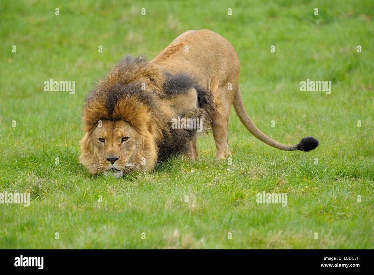 All lion hi-res stock photography and images - Alamy