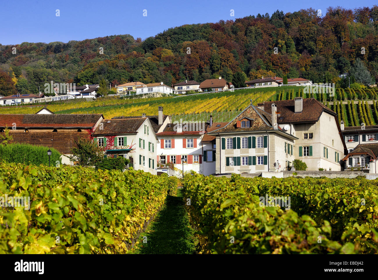Houses of village Mont-sur-Rolle surrounded by vineyards, the area is  famous for its wine-making, vineyards fields and wines Stock Photo - Alamy