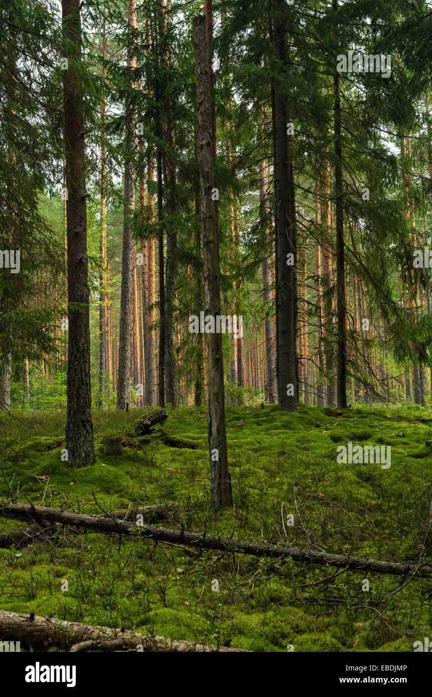 Forest landscape with pines and fir-trees Stock Photo - Alamy