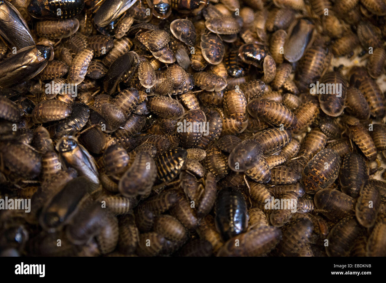 Buenos Aires, Argentina. 28th Nov, 2014. Cockroaches are seen inside a ...
