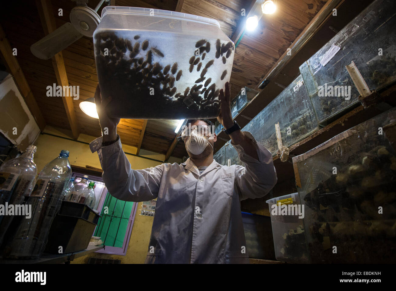 Buenos Aires, Argentina. 28th Nov, 2014. Matias Olmos, student of biological sciences, moves a box with cockroaches in the insect hatchery of biologist Daniel Caporaletti, in Buenos Aires city, capital of Argentina, on Nov. 28, 2014. The hatchery works as a provider of live food for reptiles, birds, fishes and other insectivorous pets. Daniel Caporaletti is currently working on a project of insect breeding for human consumption. © Martin Zabala/Xinhua/Alamy Live News Stock Photo