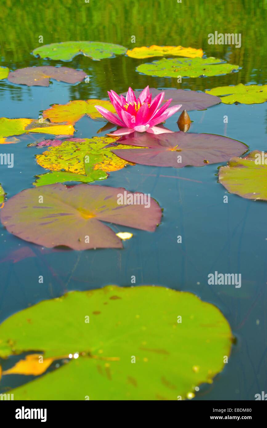 Water Lilies in a lake Stock Photo Alamy