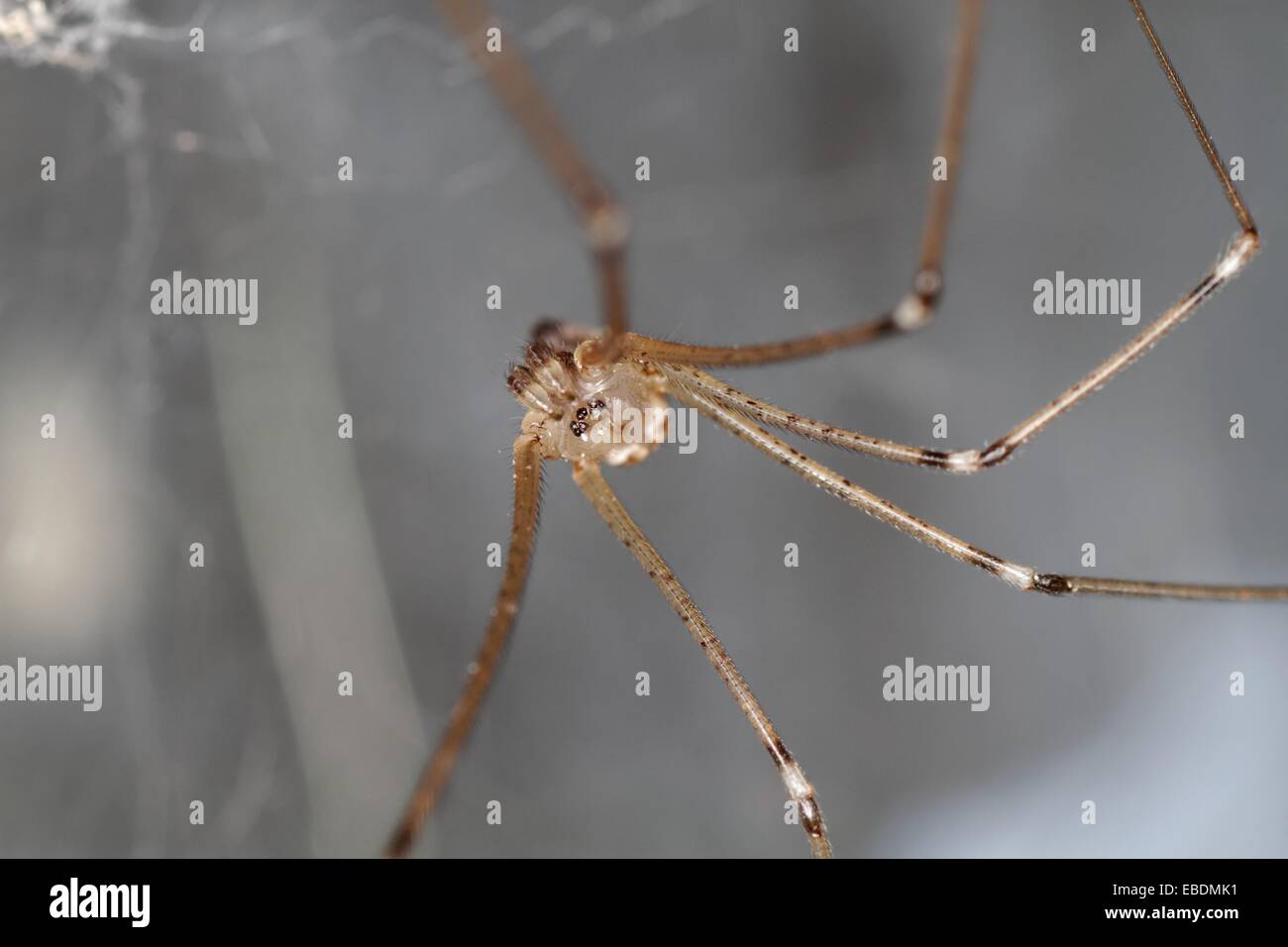 Pholcus phalangioides spider, Spain. Stock Photo
